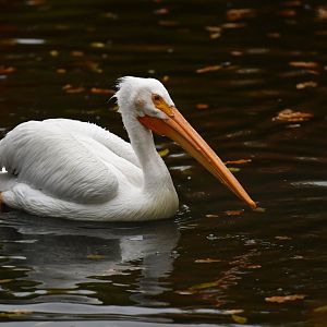 American white pelican Pelecanus erythrorhynchos