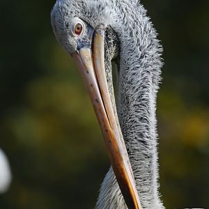 Spot-billed pelican Pelecanus philippensis