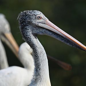 Spot-billed pelican Pelecanus philippensis