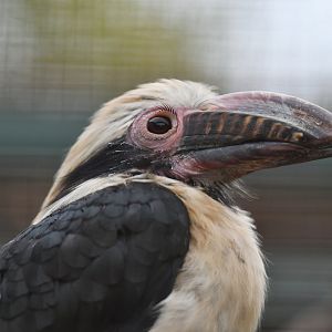 Luzon hornbill  Penelopides manillae