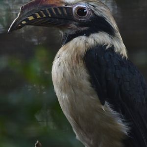 Visayan tarictic hornbill Penelopides panini