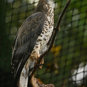 Honey buzzard Pernis apivorus