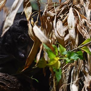New Guinea ground cuscus Phalnager gymnotis