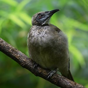 Helmeted friarbird  Philemon buceroides