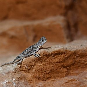 Phrynocephalus helioscopus