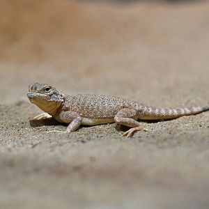 Phrynocephalus helioscopus