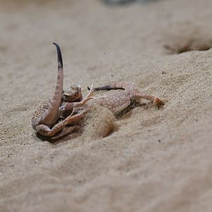 Phrynocephalus helioscopus