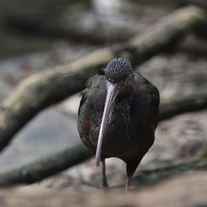 White-faced ibis Plegadis chihi