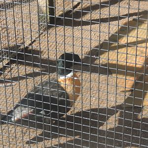 austrailian sheilduck