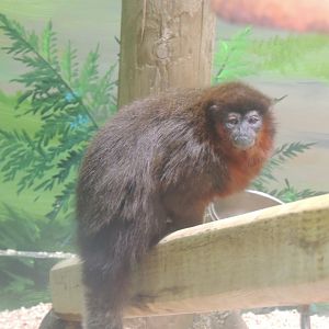 coppery titi monkey
