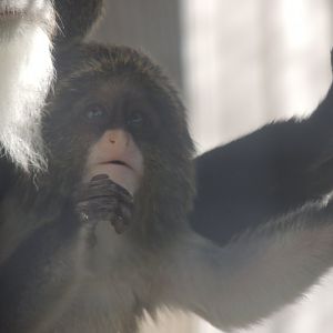 baby debrazzas monkey