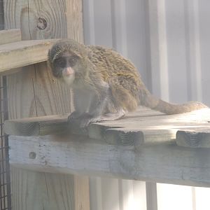 debrazzas monkey baby