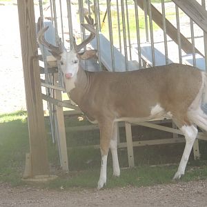 piebald whitetail deer