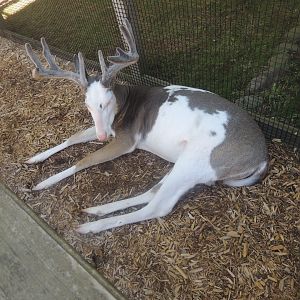 piebald whitetail deer