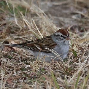 Chipping Sparrow (Spizella passerina)+ my first picture with my new camera!