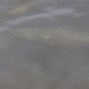 Grass Carp (Ctenopharyngodon idella) school, Waimanu Lagoons Reserve (Waikanae, Wellington)