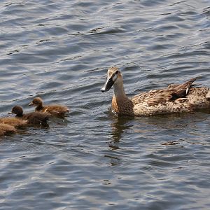 Feral-Domestic Mallard (Anas platyrhynchos) and ducklings, Waimanu Lagoons Reserve (Waikanae, Wellington)