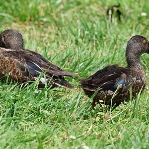 Australasian Shoveler (Spatula rhynchotis variegata) drakes, Waimanu Lagoons Reserve (Waikanae, Wellington)