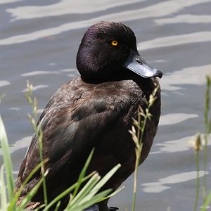 New Zealand Scaup (Aythya novaeseelandiae) drake, Waimanu Lagoons Reserve (Waikanae, Wellington)