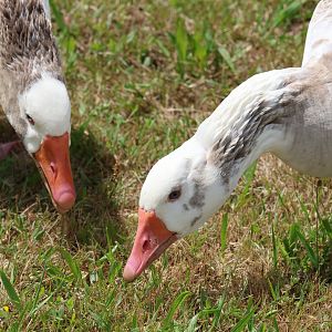 Feral Greylag Goose (Anser anser) duo, Waimanu Lagoons Reserve (Waikanae, Wellington)