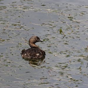 New Zealand Dabchick (Poliocephalus rufopectus), Waimanu Lagoons Reserve (Waikanae, Wellington)