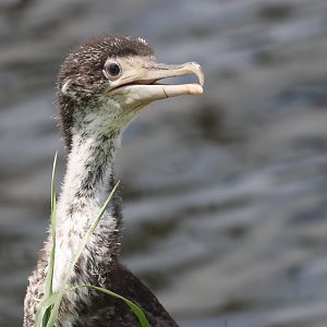 Pied Shag (Phalacrocorax varius varius) fledgling, Waimanu Lagoons Reserve (Waikanae, Wellington)