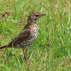 Mavis (Turdus philomelos clarkei), Waimanu Lagoons Reserve (Waikanae, Wellington)