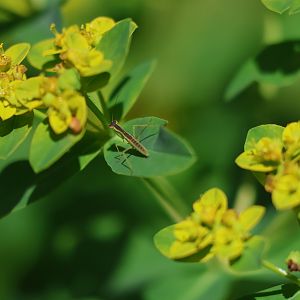New Zealand Praying Mantis (Orthodera novaezealandiae) nymph, Wellington