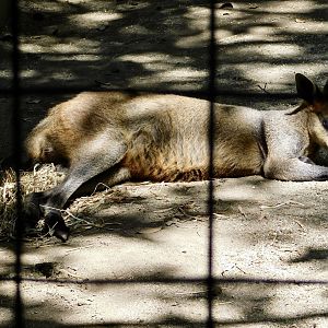 Swamp Wallaby (Wallabia bicolor) June 21, 2025