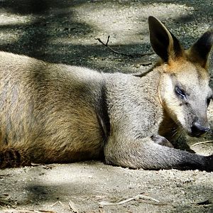 Swamp Wallaby (Wallabia bicolor) June 21, 2025