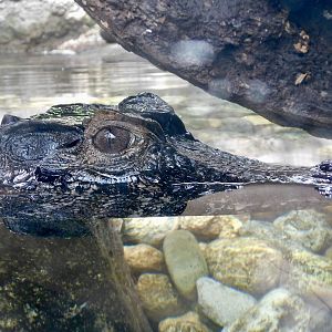 Smooth-Fronted Caiman (Paleosuchus trigonatus) August 4, 2025