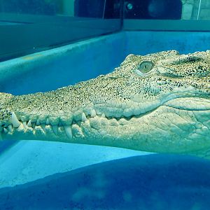 Saltwater Crocodile in Underwater (Crocodylus porosus) - NIFREL