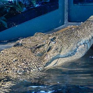 Saltwater Crocodile (Crocodylus porosus) - NIFREL