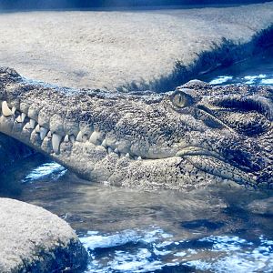 Saltwater Crocodile (Crocodylus porosus) - NIFREL