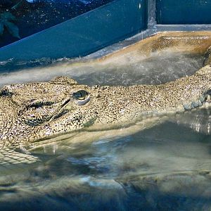 Saltwater Crocodile (Crocodylus porosus) - NIFREL