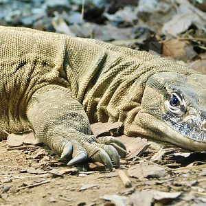 Rosenberg's Monitor (Varanus rosenbergi) August 2, 2025