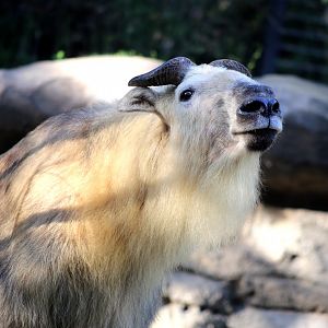 Sichuan Takin