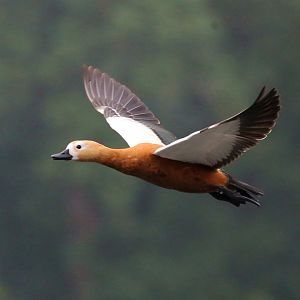 Ruddy Shelduck