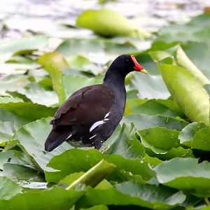 Common Moorhen