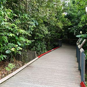 Rainforest Wild Asia: Forest floor