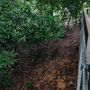 Rainforest Wild Asia: Forest floor - deer enclosure