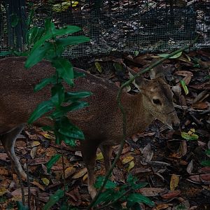 Rainforest Wild Asia: Hog deer (Axis porcinus)