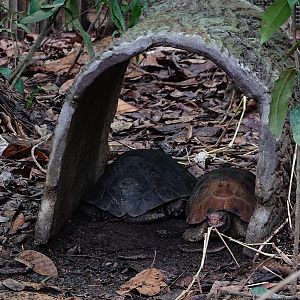 Rainforest Wild Asia: Elongated tortoise (Indotestudo elongata)