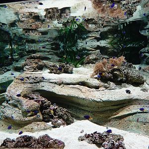 Singapore's Coast: main tank