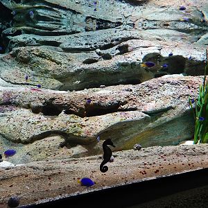 Singapore's Coast: main tank