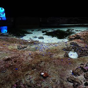 Singapore's Coast: main tank