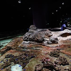 Singapore's Coast: main tank