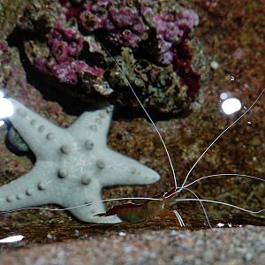 Ambon cleaner shrimp (Lysmata amboinensis)
