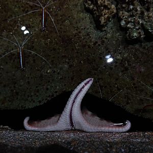 Chocalate chip sea star (Protoreaster nodosus) and sea cucumber