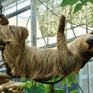 Linne's Two-Toed Sloth (Choloepus didactylus) August 4, 2025